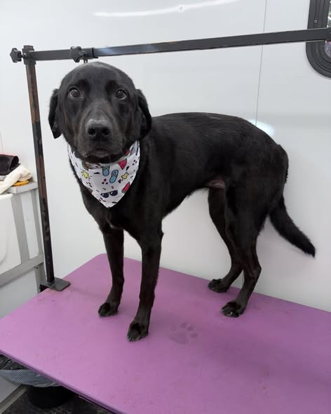 Groomed dog photo from Ruff Life Mobile Grooming