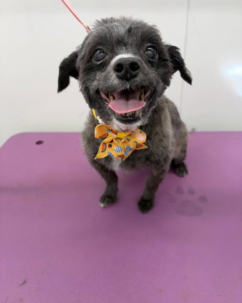 Another groomed dog photo from Ruff Life Mobile Grooming