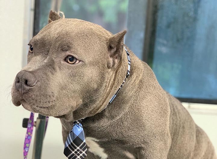 Freshly groomed dog after Ruff Roads appointment