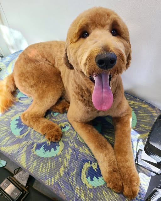 Dog groomed by Salty Dog Grooming