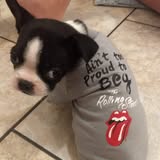 Salty Dog Mobile Grooming gallery image 2