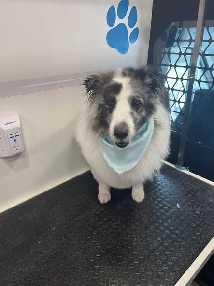 Another groomed pet photo from Sandy Paws Grooming on the Go