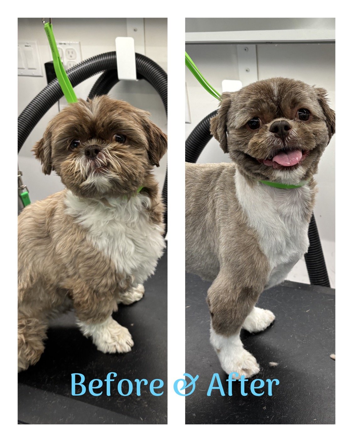 Dog grooming service image from Sarah's Mobile Grooming
