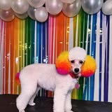 Styled pet from Sassy Grooms