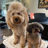 Additional grooming result from Sassy Grooms