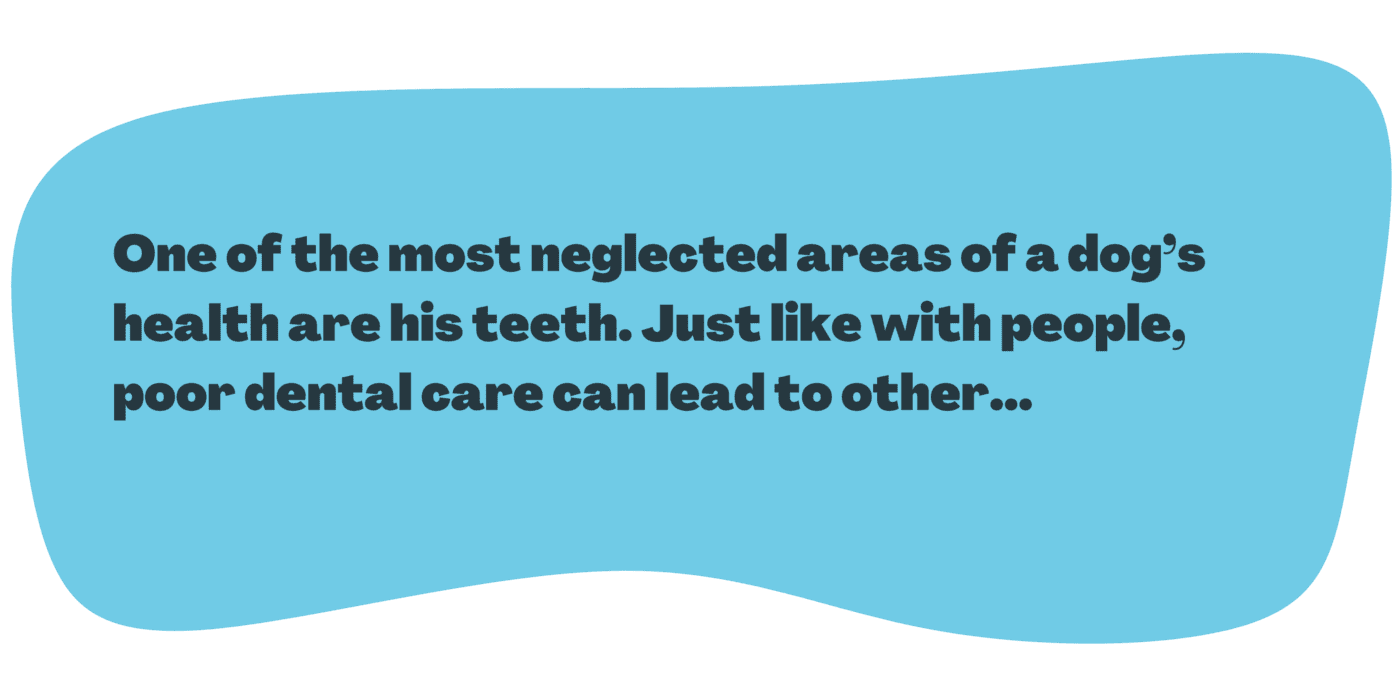 Sassy's Mobile Pet Grooming