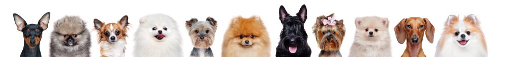 Dogs featured on Sassy's Mobile Pet Grooming website