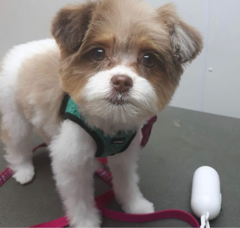 Happy customer dog groomed by Sassy's