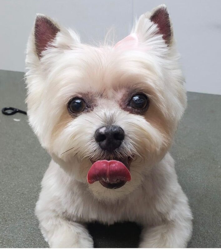 Freshly groomed pet from Sassy's Mobile Pet Grooming