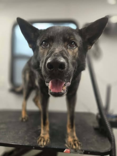 Dog groomed by Savannah’s Mobile Dog Grooming