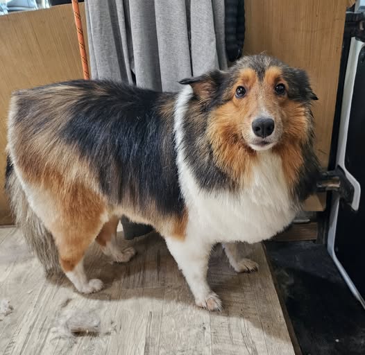 Dog groomed by Scrappy Coco Mobile Grooming Service