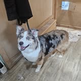 Another pet styling result from Scrappy Coco Mobile Grooming Service