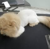 Sea Coast Mobile Pet Grooming