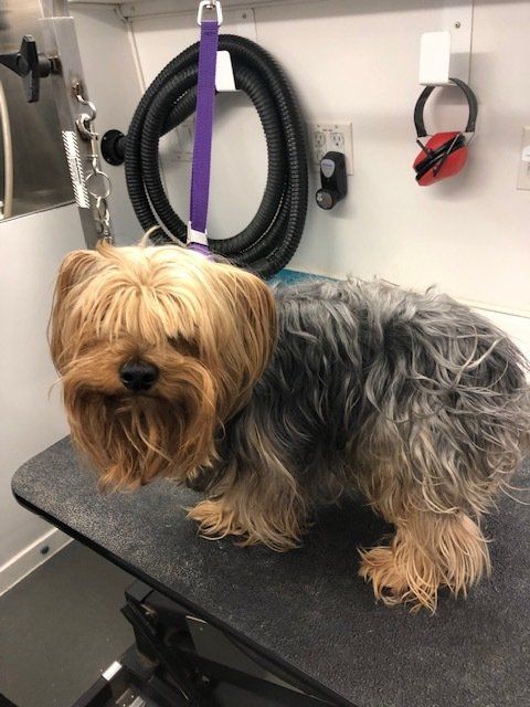 Before grooming photo from Shaggy to Chic