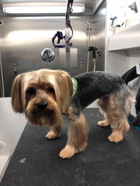 After grooming photo from Shaggy to Chic