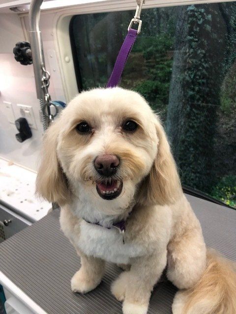 Finished groom by Shaggy to Chic