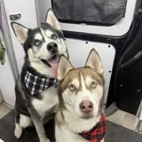 Pet grooming image from Shags N' Wags gallery