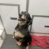 Additional groomed pet image from Shags N' Wags