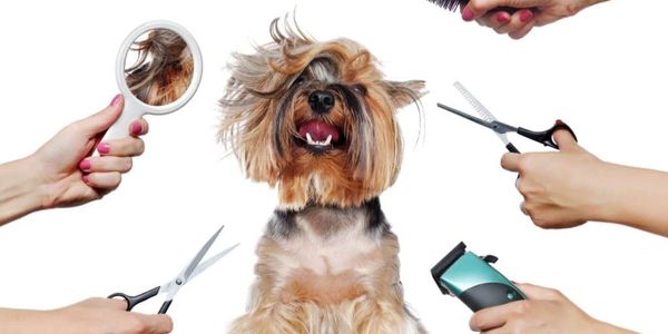 Shampooches Mobile Spaw grooming service image