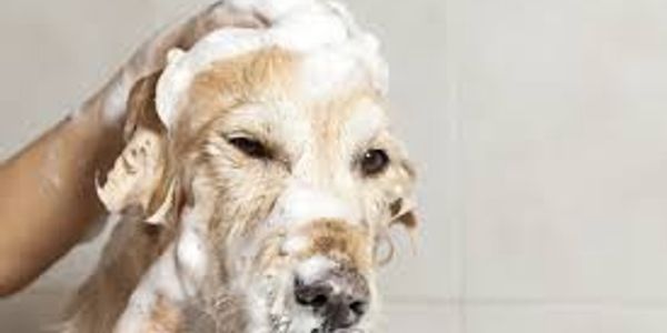 Bath service image from Shampooches Mobile Spaw