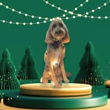 ShamPoochie’s Mobile Dog Grooming gallery image 1