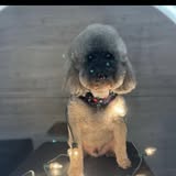 ShamPoochie’s Mobile Dog Grooming gallery image 2