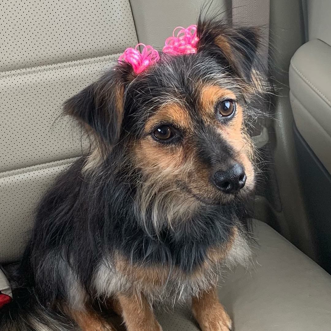 Shear Luxury Mobile Pet Spa