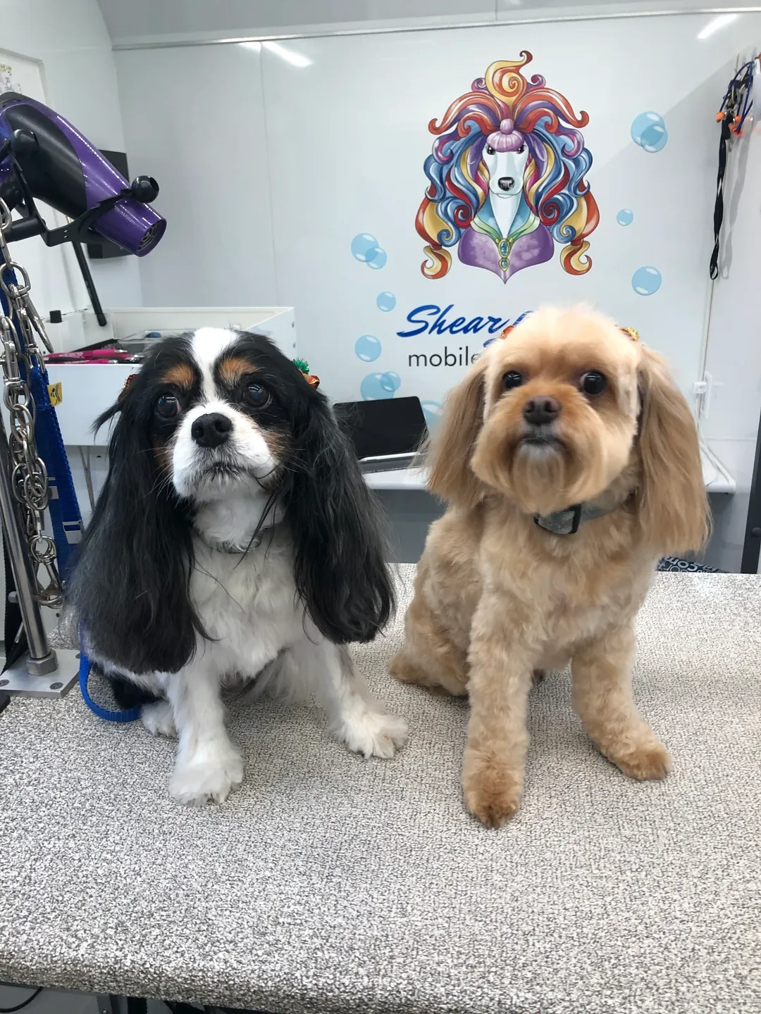 Styled dog from Shear Luxury Mobile Pet Spa portfolio