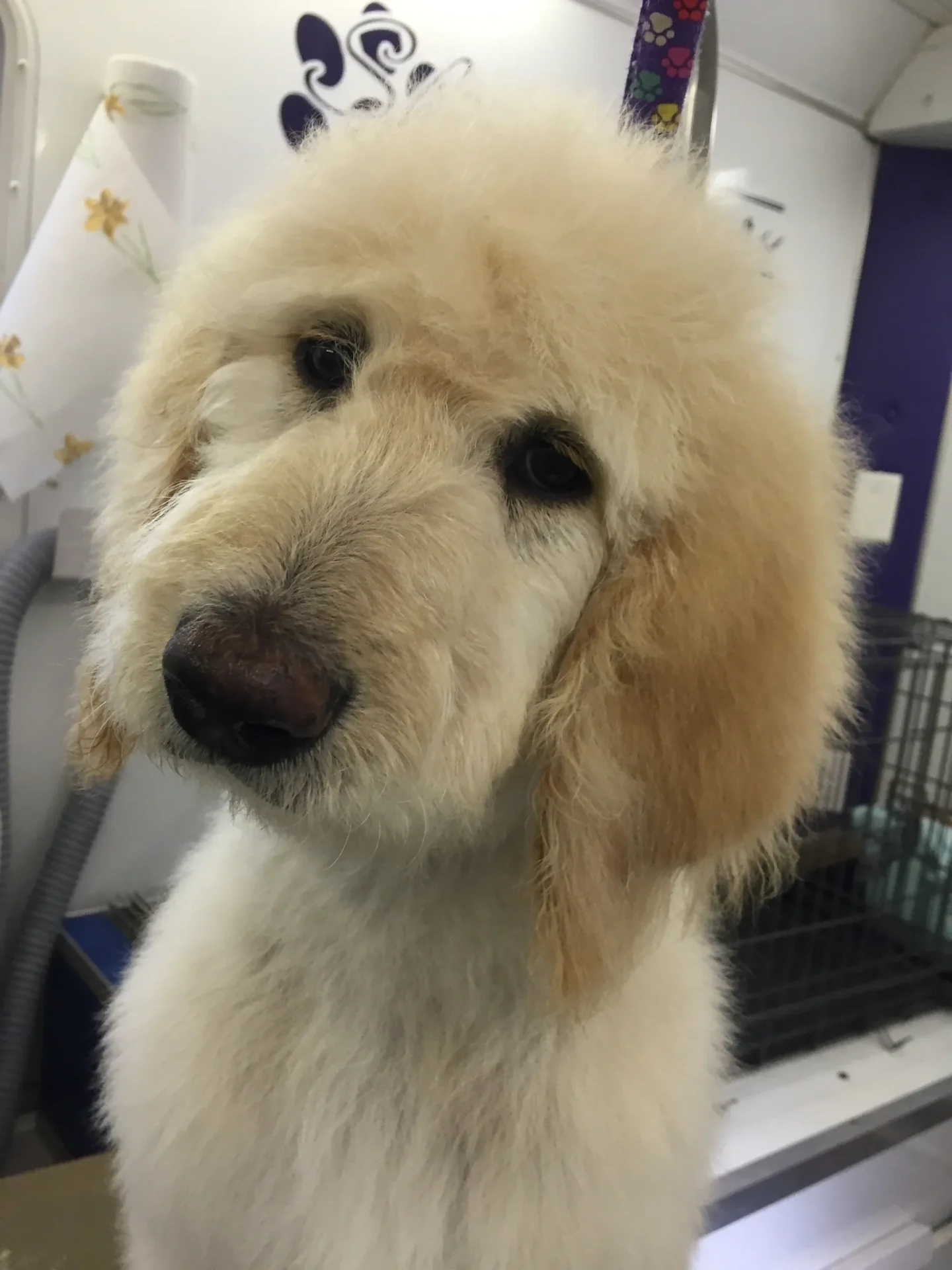 Dog grooming result from Shear Luxury Mobile Pet Spa