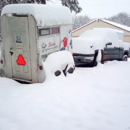 Shela's Mobile Dog Grooming