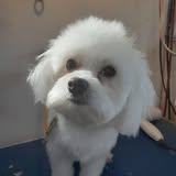 Dog grooming result photo from Shela's Mobile Dog Grooming