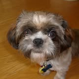 Dog grooming result shared by Sherlock Bones Mobile Pet Grooming