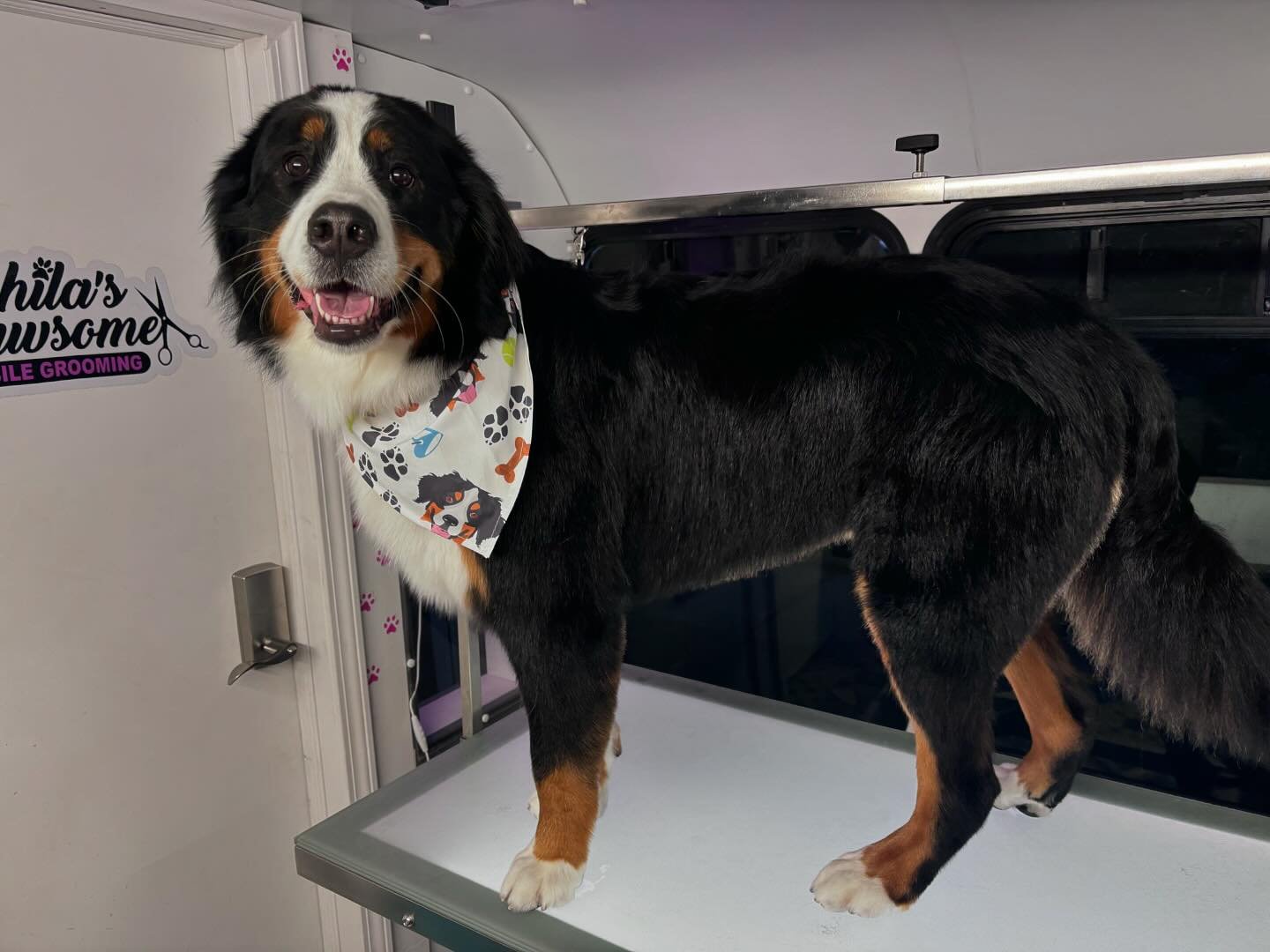 Shila's Pawsome Mobile Grooming