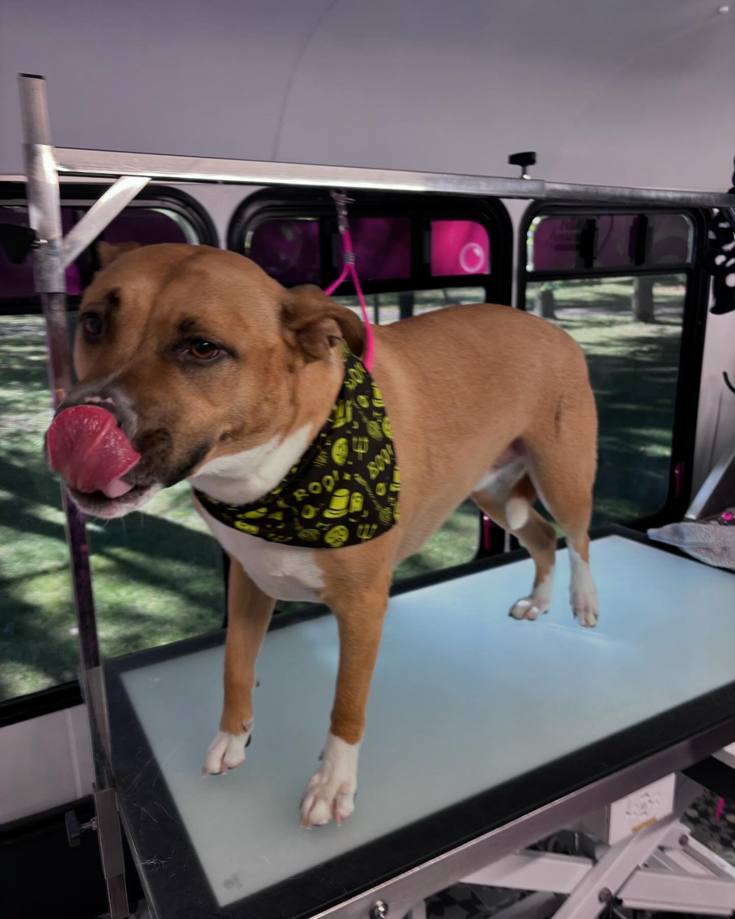 Pet grooming image from Shila's Pawsome gallery