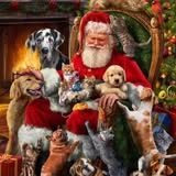 Dog grooming result from Sirius Grooming-Mobile Dog Grooming