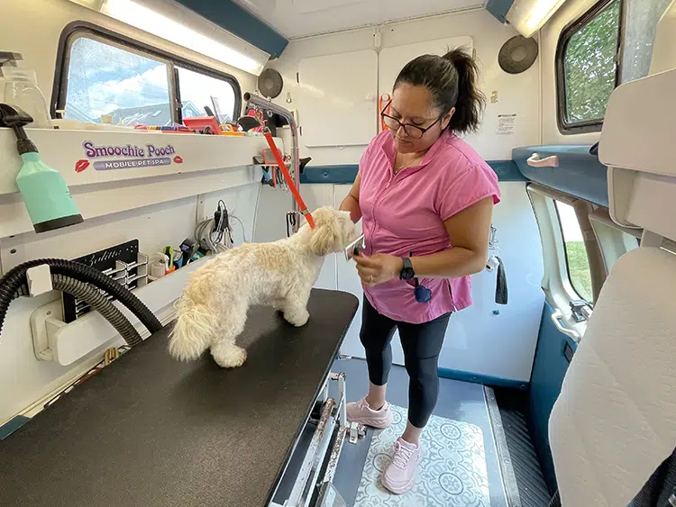 Dog receiving mobile grooming service