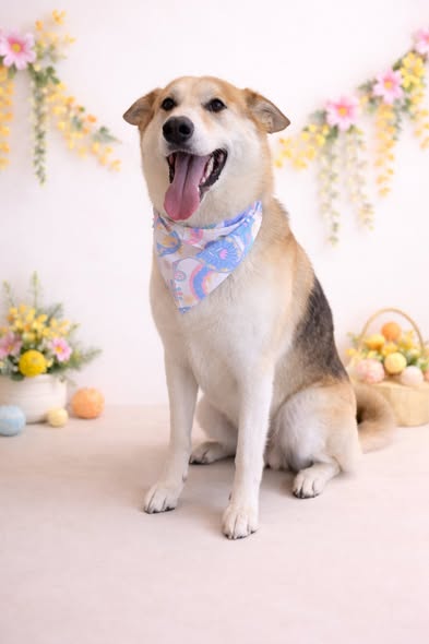 Groomed dog shared by Snippin Pretty Mobile Pet Grooming