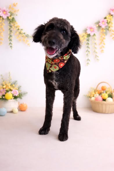 Dog after grooming at Snippin Pretty