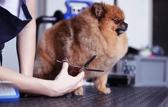 Freshly groomed dog from Snohomish Mobile Pet Salon