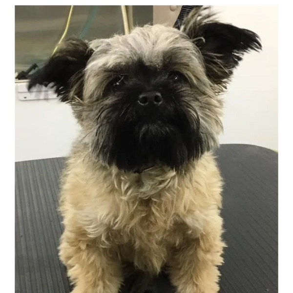 Soapy Dog Mobile Dog Grooming service image