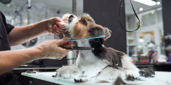 Soapy Paws Mobile Pet Grooming