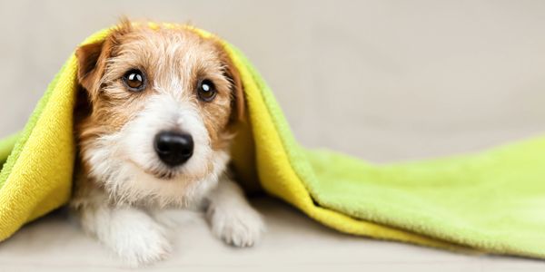 Soapy Paws Mobile Pet Grooming gallery image 1