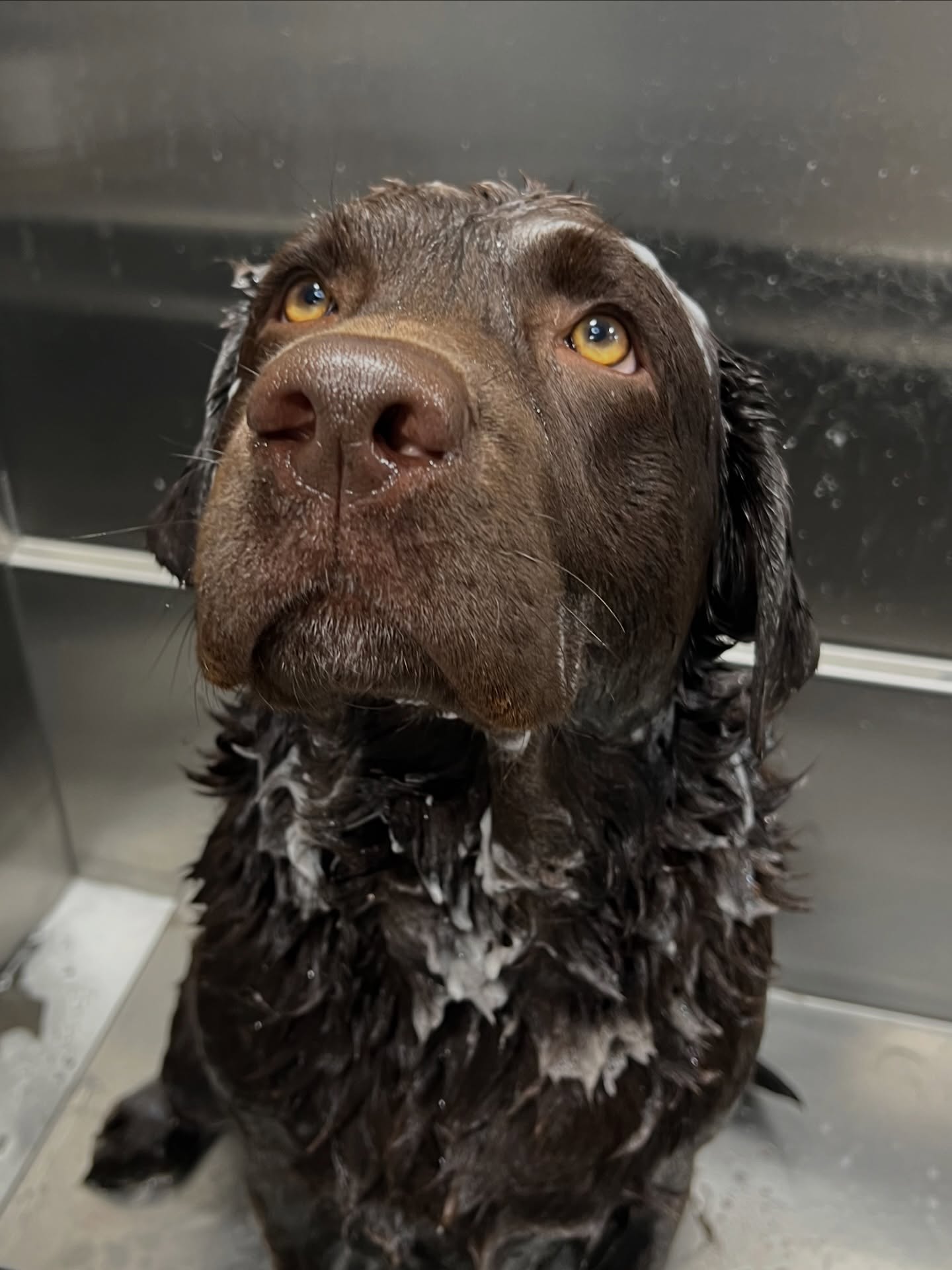 Dog climbing confidently into Soapy Tails grooming van