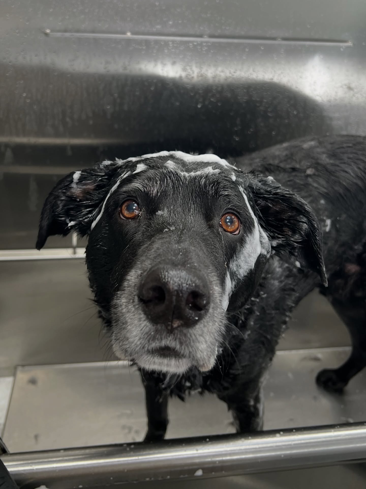Dog enjoying a warm bath from Soapy Tails