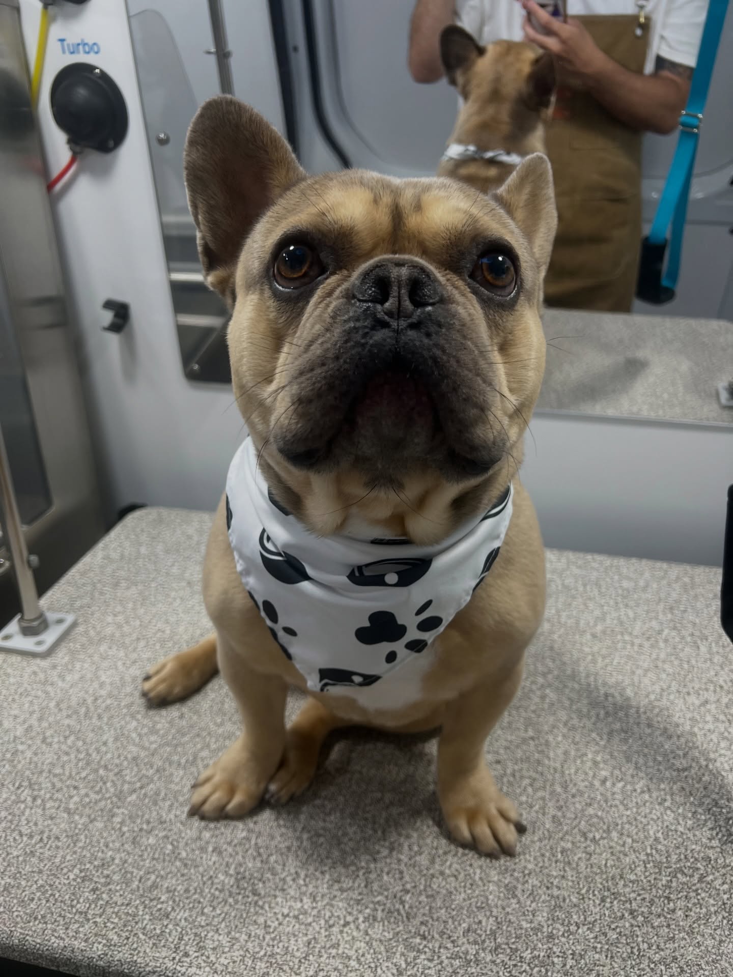 Fresh clean dog from Soapy Tails photo feed