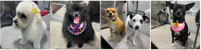 Mobile grooming customers featured by Soggy Doggies