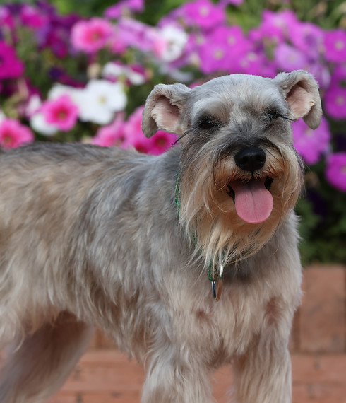 Solana's Mobile Pet Spa