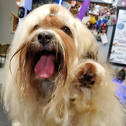 Dog grooming service image