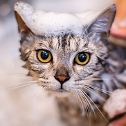 Cat being bathed