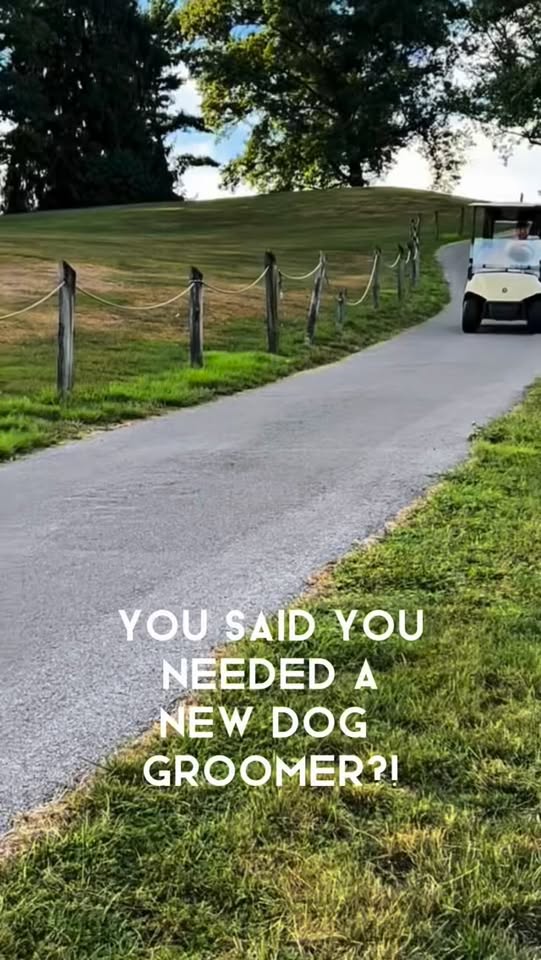 Recent Sonder Paws grooming post image